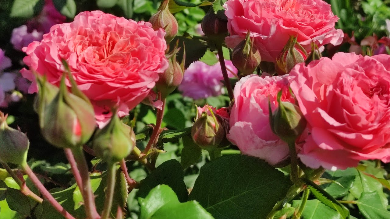 Садівники розповіли, навіщо варто залишати листя на трояндах взимку