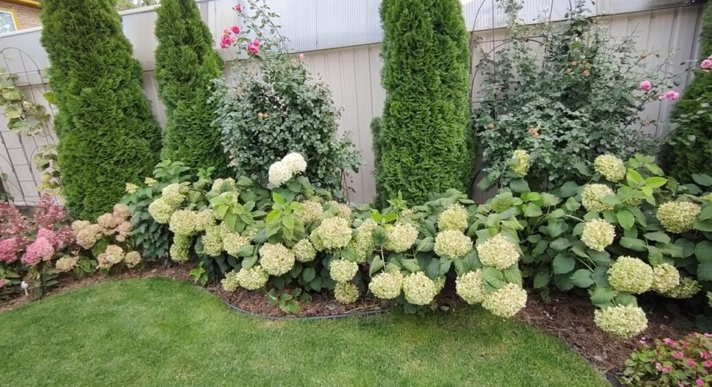 Гортензія виглядатиме як королева: ось що варто посадити поруч – готуюсь до нового сезону заздалегідь 