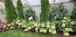 Садівники назвали рослини, які чудово поєднується разом із гортензією на клумбі