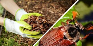 Городники розповіли, як позбавитися від шкідників у мульчі