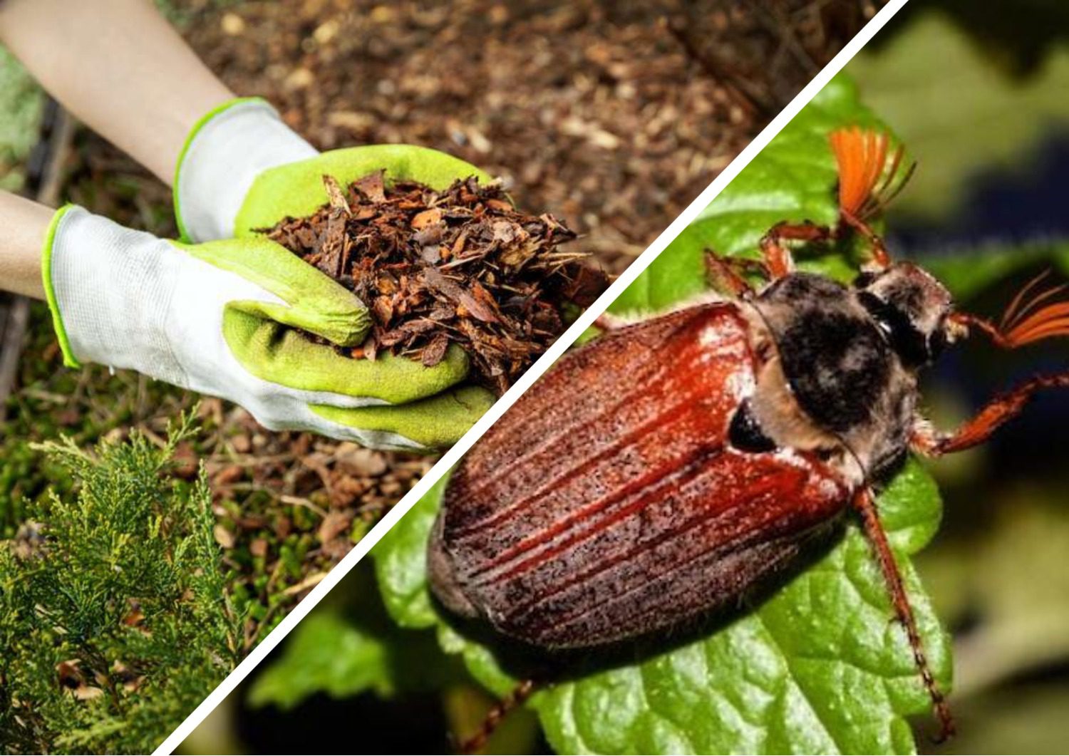 Городники розповіли, як позбавитися від шкідників у мульчі