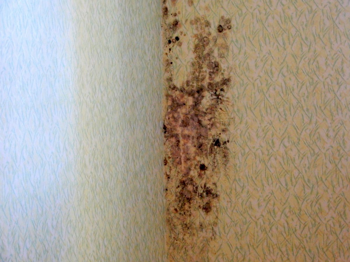 Експерти розповіли, як позбутись від плісняви вдома – порада