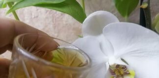 Квітникарі розповіли, чим підживити орхідею, щоб вона цвіла навіть узимку