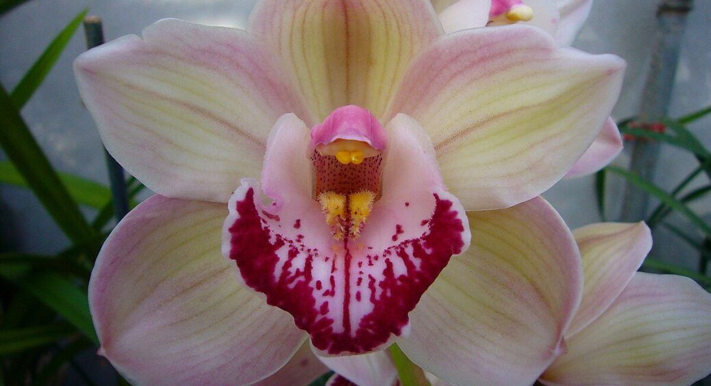 Залишився 1 живий листок – думала, орхідея загине: обробила содою, додала це – вона ожила й зацвіла 