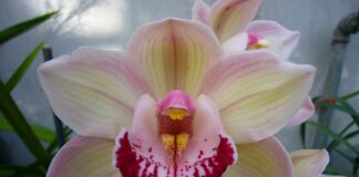 Експерти розповіли про правила відновлення орхідеї після цвітіння