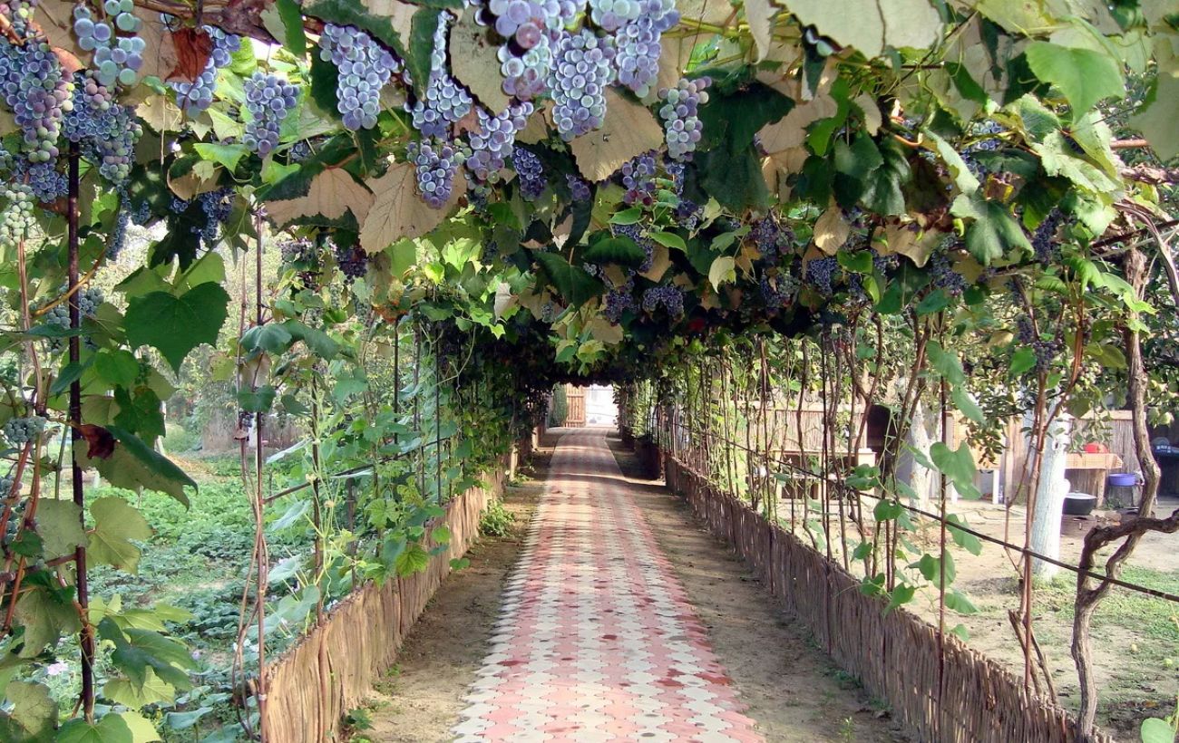 Садівники розповіли, як можна покращити врожайність винограду простим підживленням