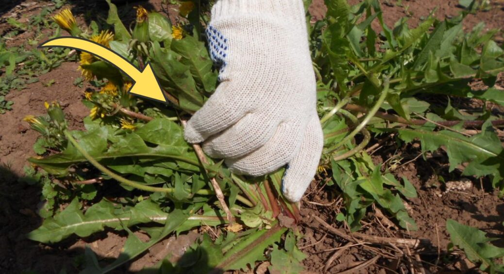 У листопаді ллю в ґрунт 1 літр цього настою – бур’яни навесні не ростуть, а грядки пухкі, як після мотоблока 