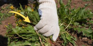 Як відновити ґрунт на грядці восени