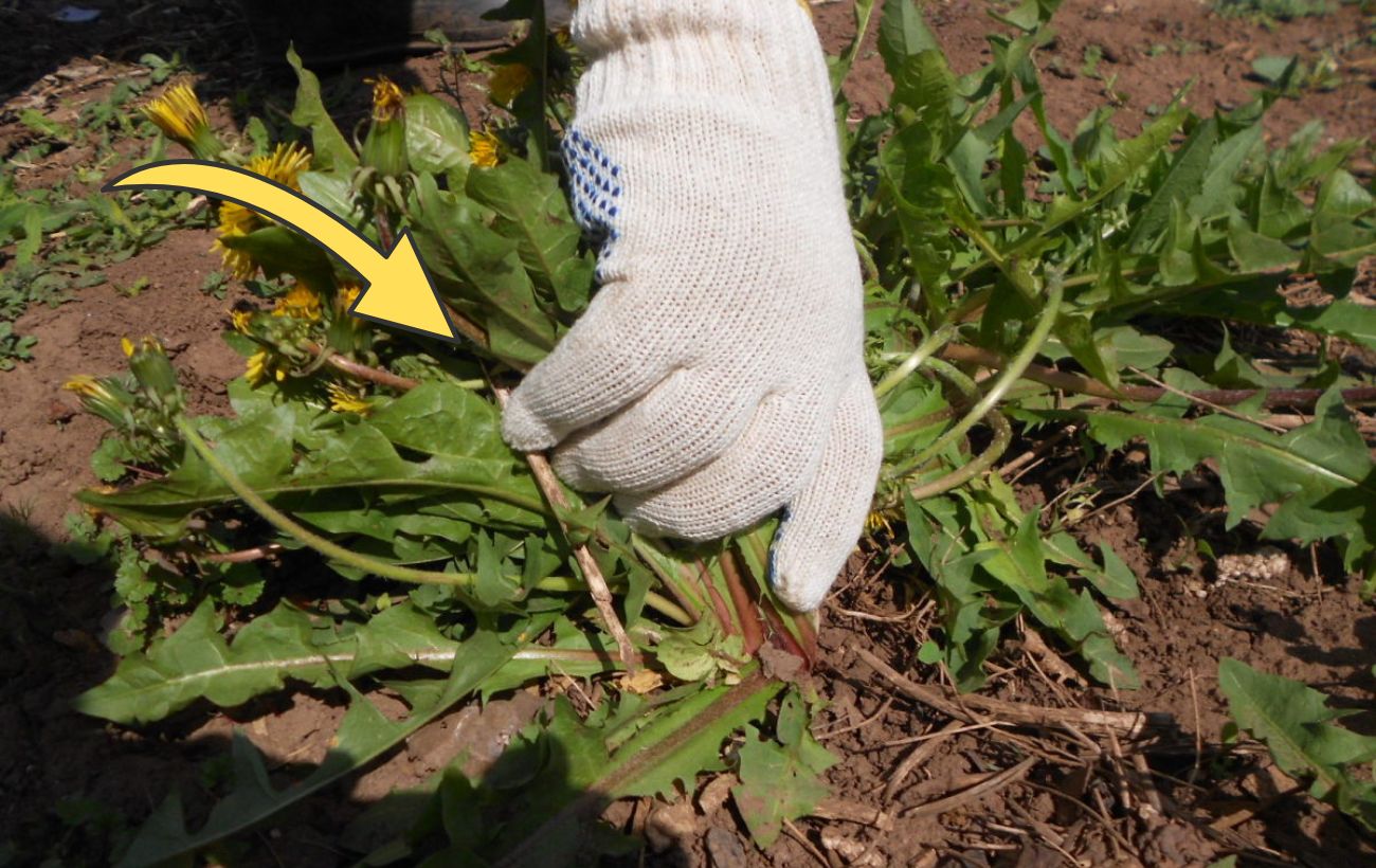Як відновити ґрунт на грядці восени