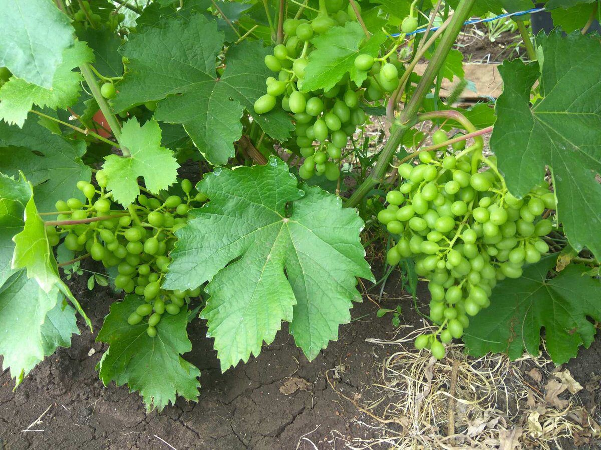 Садівники розповіли, як можна покращити врожайність винограду простим підживленням