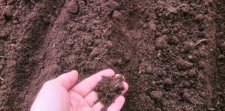 Експерти розповіли про городнє сусідство рослин для врожаю 