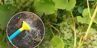 Як покращити врожайність винограду