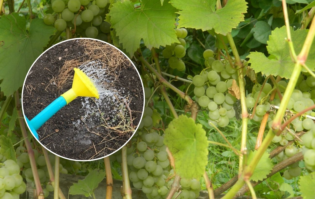 Як покращити врожайність винограду
