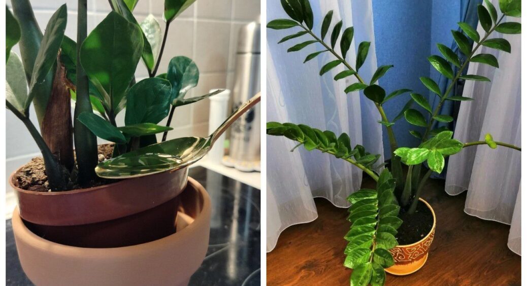 Заміокулькас рівнесенький, як береза – і не розвалюється: 2 мл у воду – і у вашому горщику не кущ, а ліс 