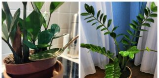 Добриво для заміокулькаса, аби рослина не в'янула