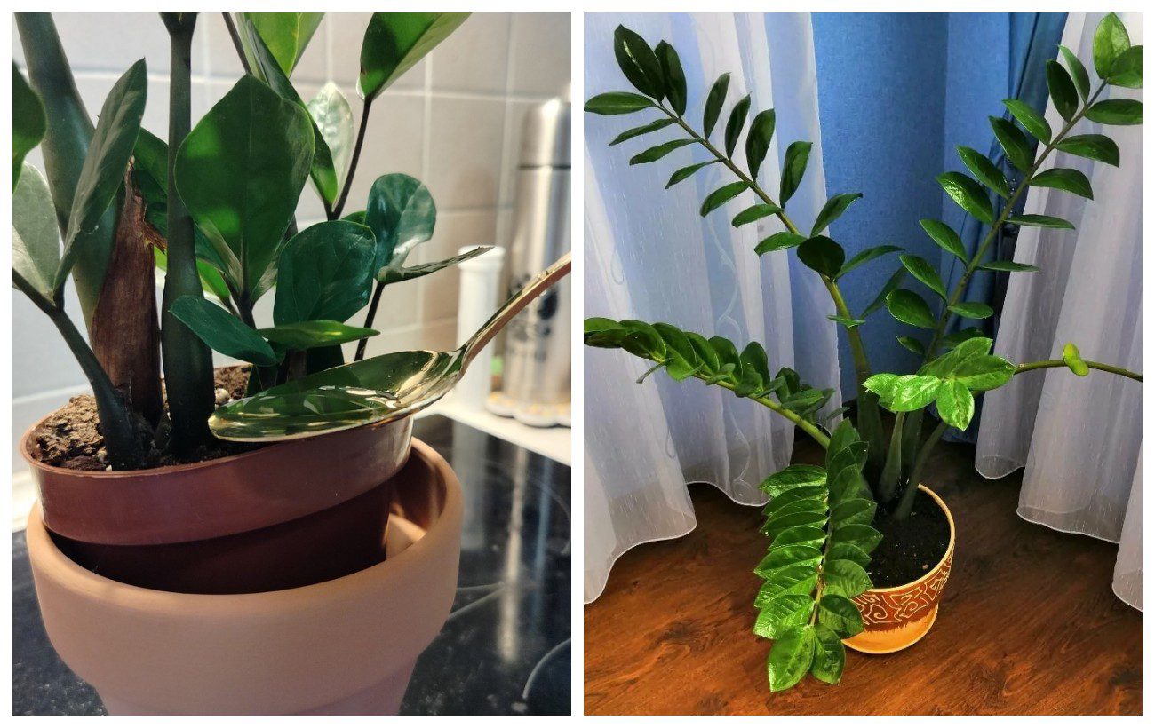 Добриво для заміокулькаса, аби рослина не в'янула