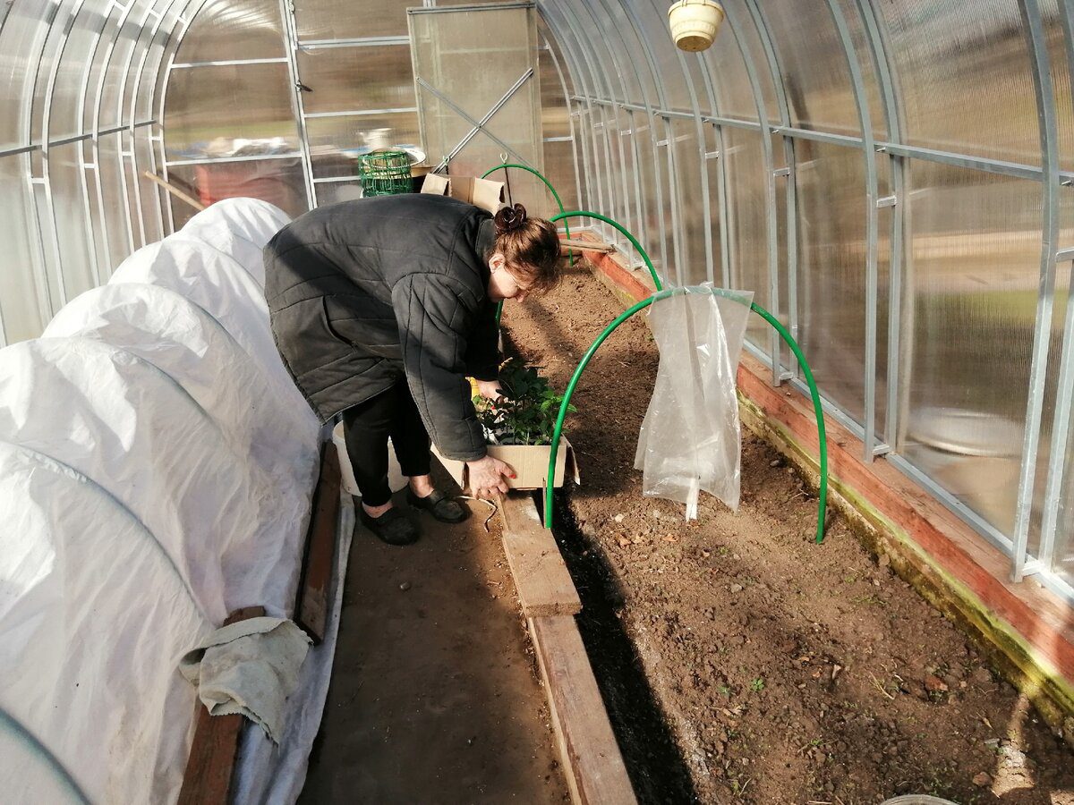 Експерти пояснили, як правильно доглядати за ґрунтом у теплиці для кращої врожайності рослин