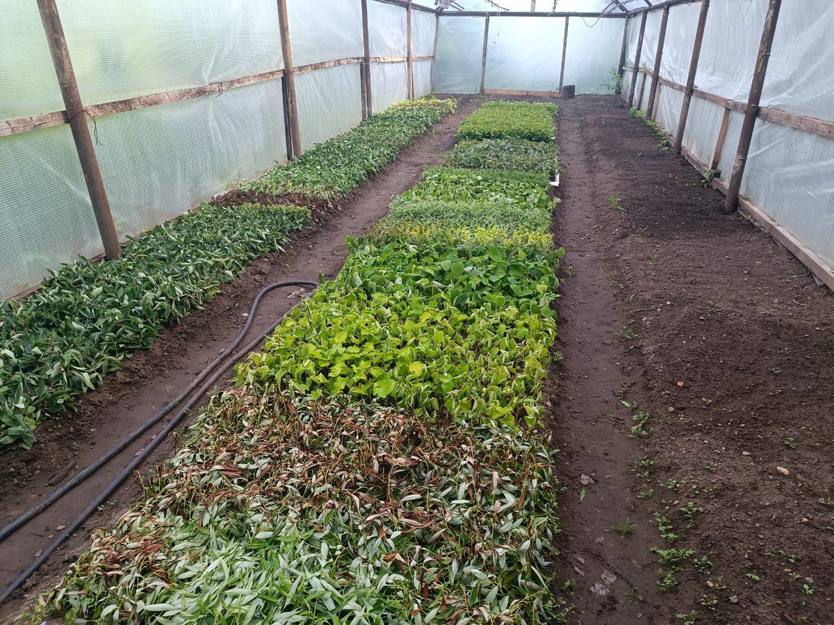 Експерти пояснили, як правильно доглядати за ґрунтом у теплиці для кращої врожайності рослин