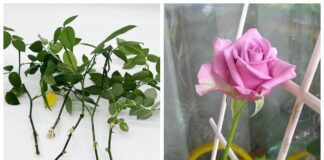 Як укорінювати троянди в осінній період