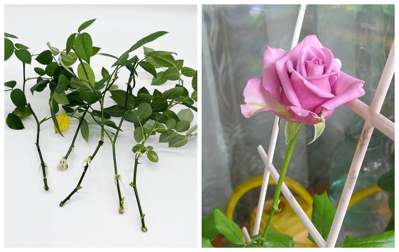 Як укорінювати троянди в осінній період