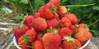 Як захистити полуницю від сірої гнилі