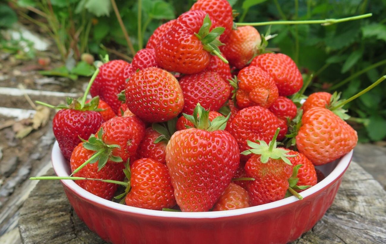 Як захистити полуницю від сірої гнилі