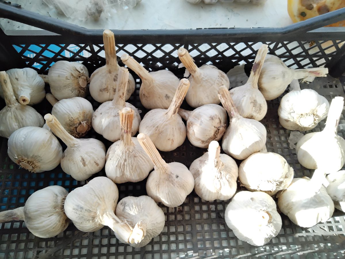 Експерти пояснили, як діяти у випадку, якщо озимий часник несподівано проріс – корисні поради