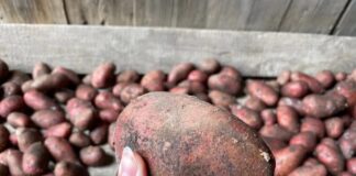 Городники розповіли, який сорт картоплі посадити у 2026 році 