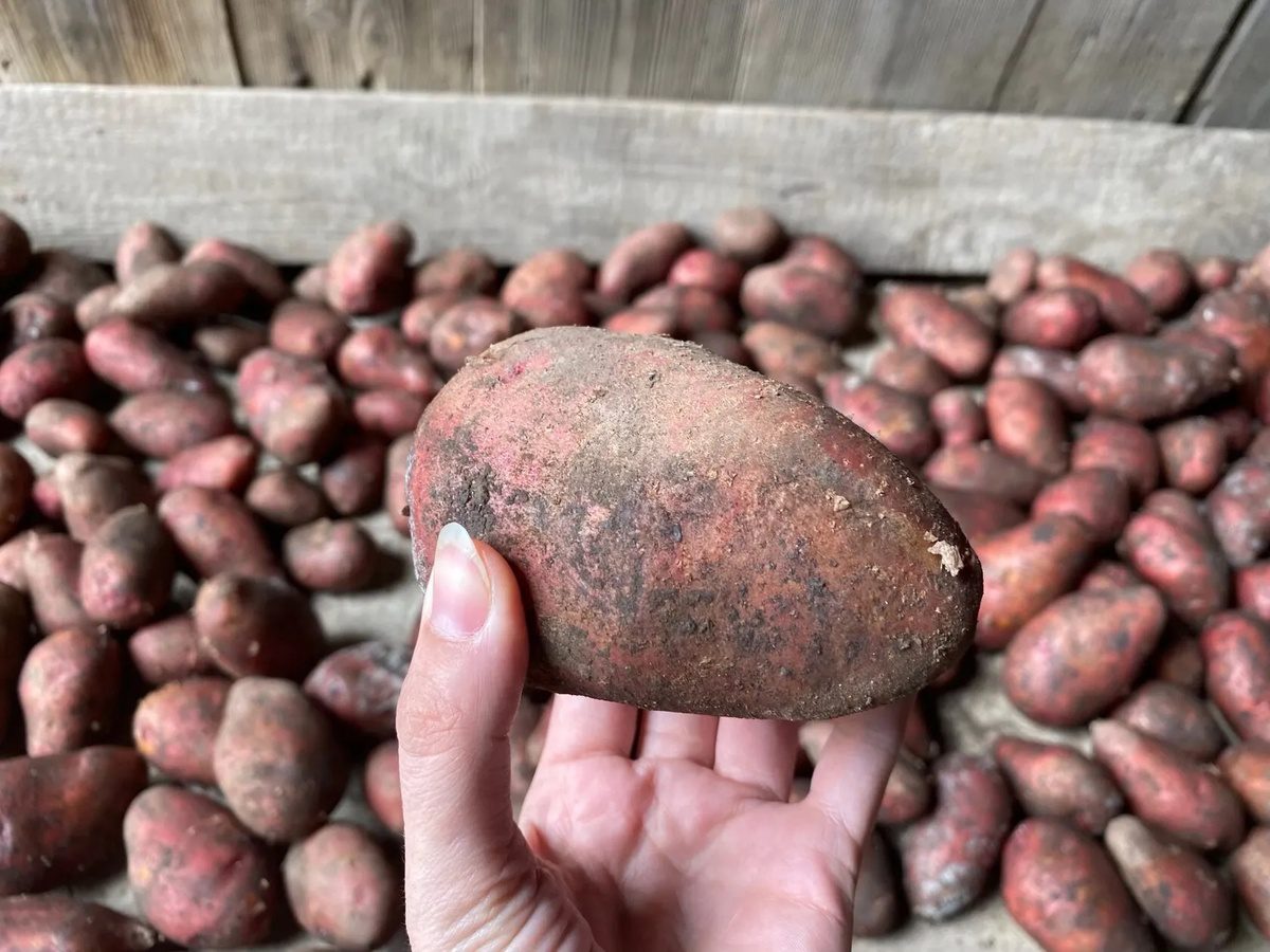 Городники пояснили, як правильно зберігати картоплю, аби вона залишалась свіжою без псування