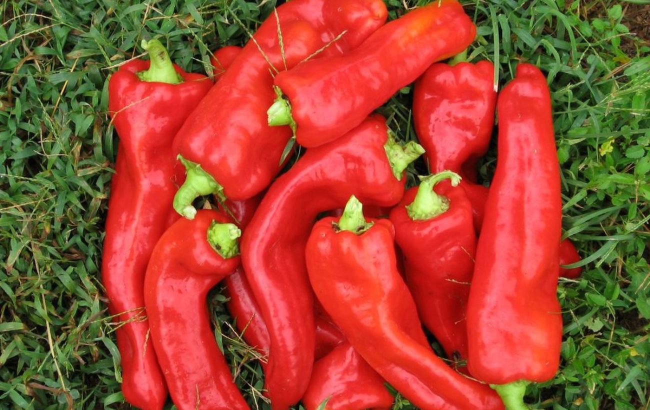 Експерти розповіли, на який сорт болгарського перцю краще звернути увагу – врожайний і солодкий