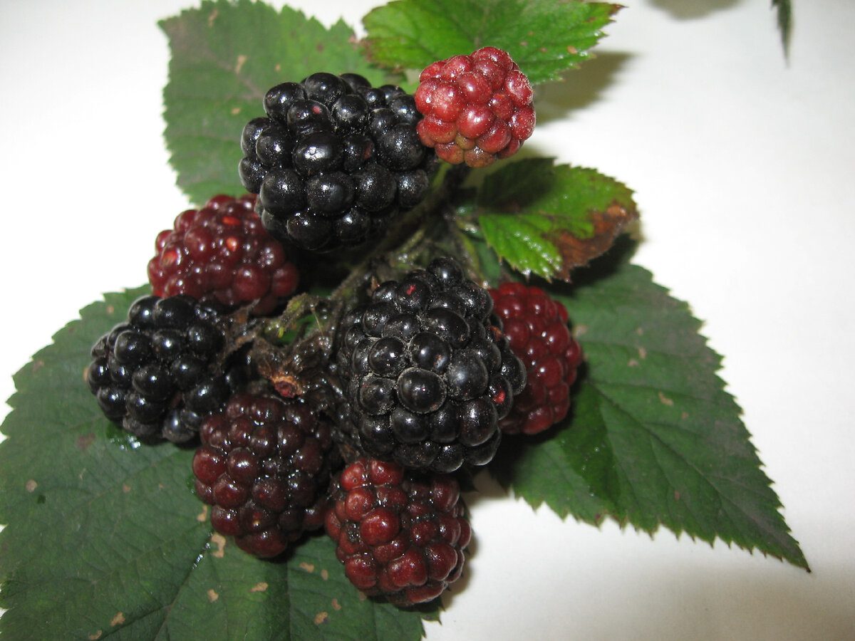 Садівники пояснили, як утеплити кущі ожини, аби вони не вимерзали взимку та були в теплі