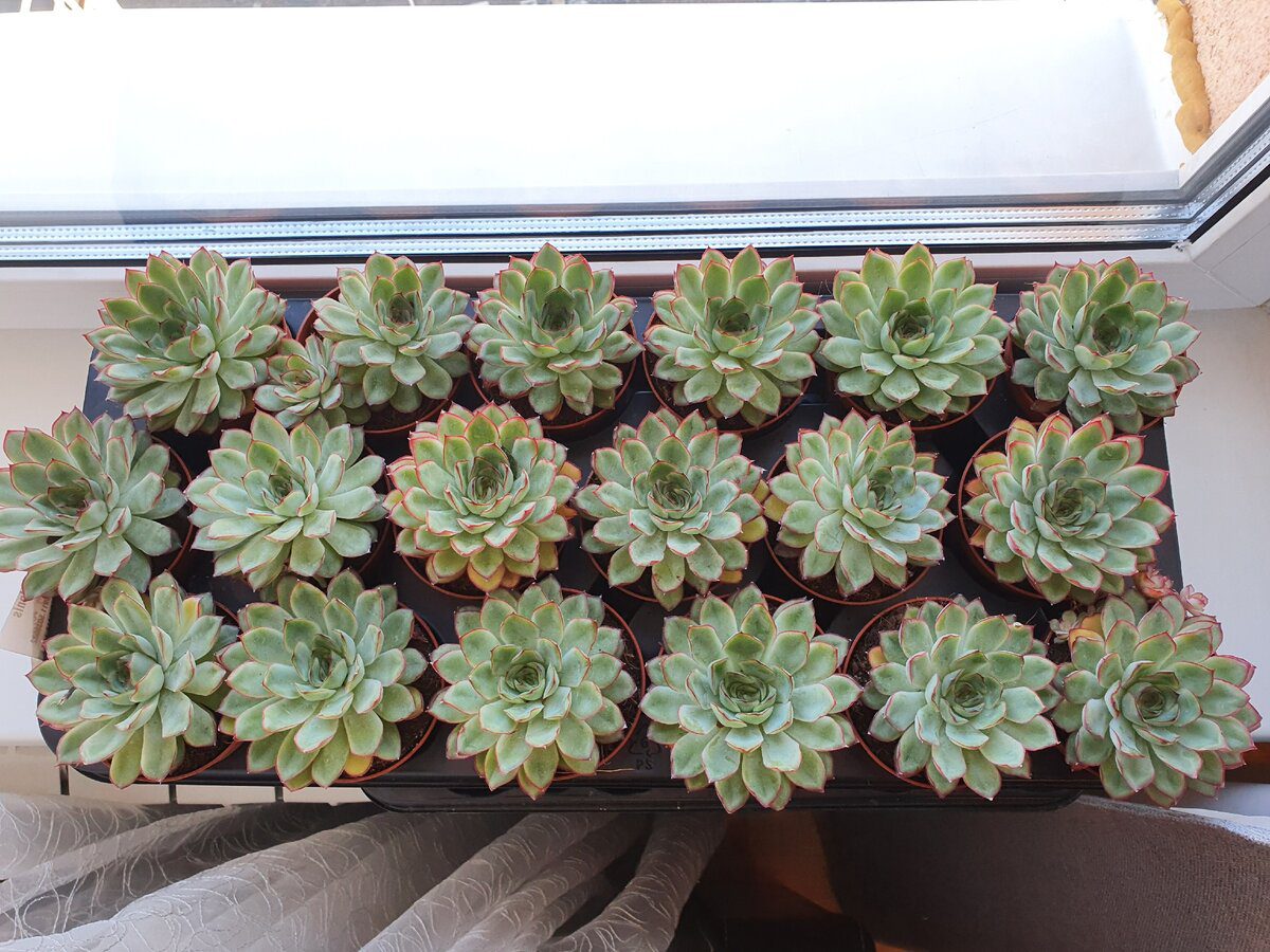 Садівники розповіли, чим удобрити кімнатні рослини в листопаді, аби вони продовжували рости