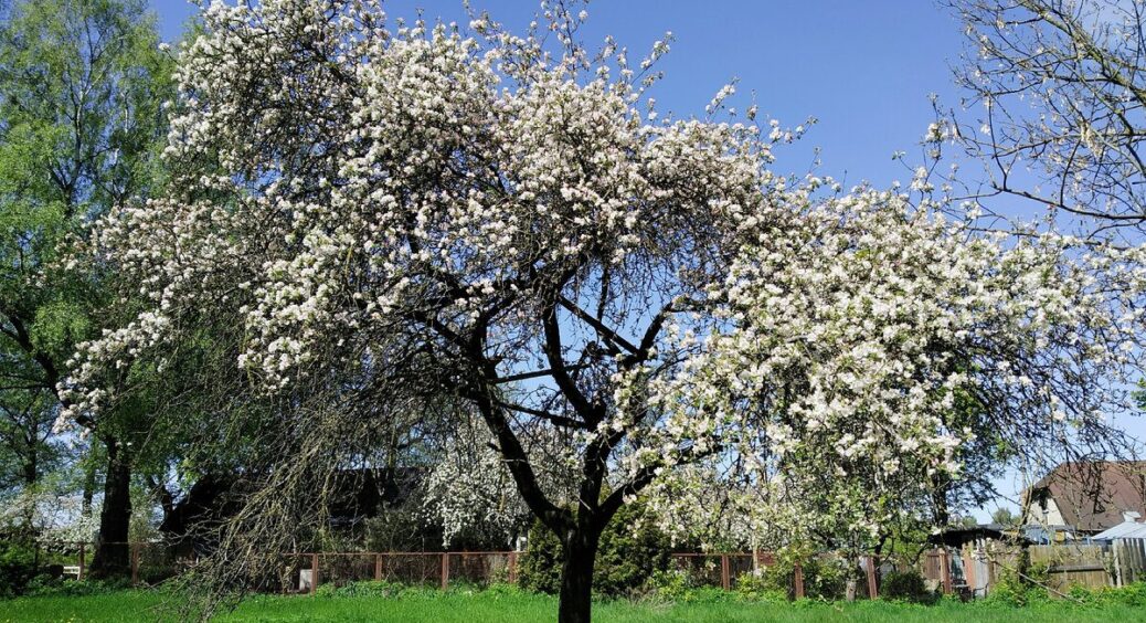 Зрізала поросль 10 разів за літо – восени зробила по-іншому: відкопала корінь, зрізала там, де треба – тиша 