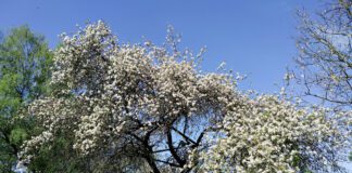 Експерти розповіли, як позбутися порослі на деревах 