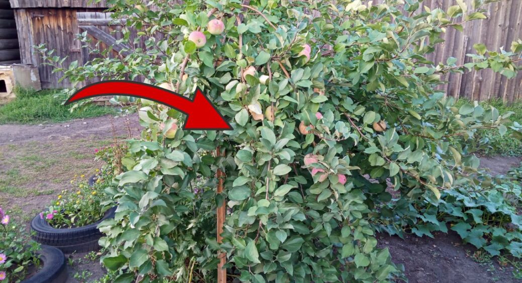 Обробка саду у листопаді – обов’язкова: роблю цю дію до 20 числа, аби дерева не мерзли, а врожаю було +10 кг 