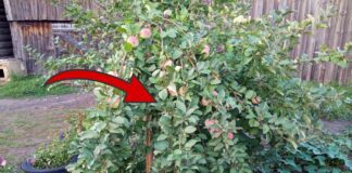 Як обробити дерева в саду восени