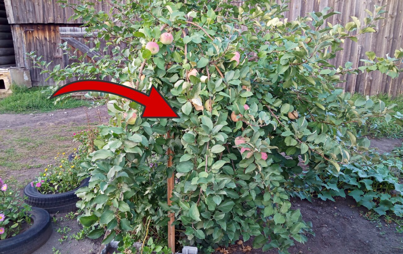 Як обробити дерева в саду восени