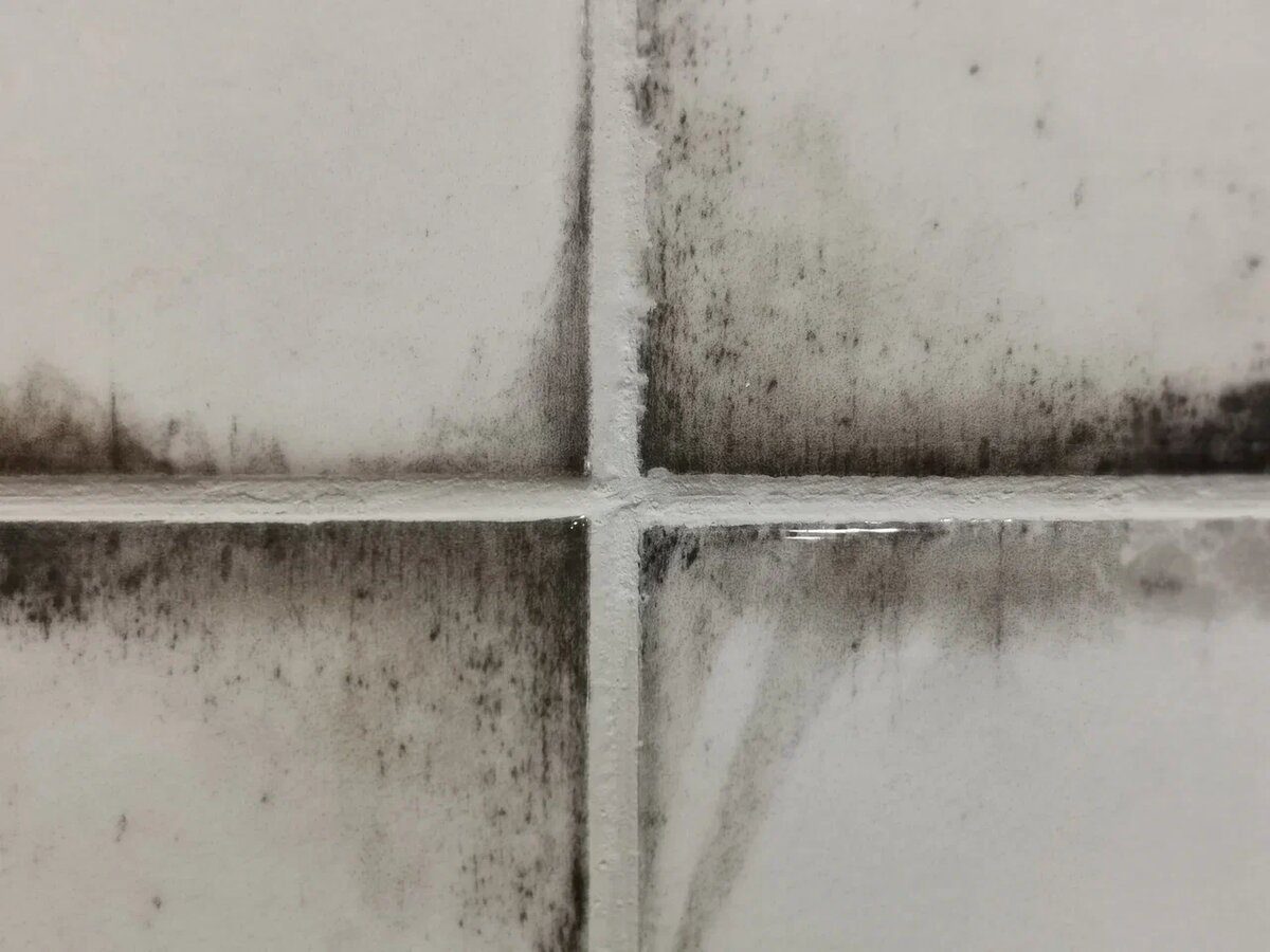 Експерти розповіли, чому на стінах може з'явитись пліснява