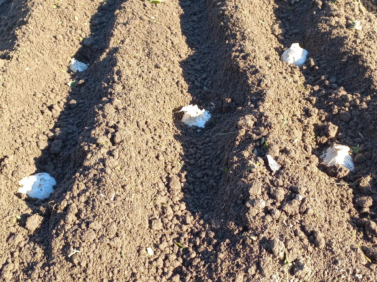 Експерти пояснили, які можуть бути причини, чому озимий часник проріс восени