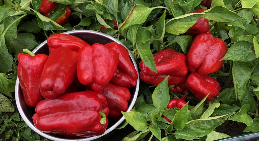 Розсада перцю була хирлява і жовта – посіяла повторно у лютому за місяцем: стебла товсті, листя зелене 