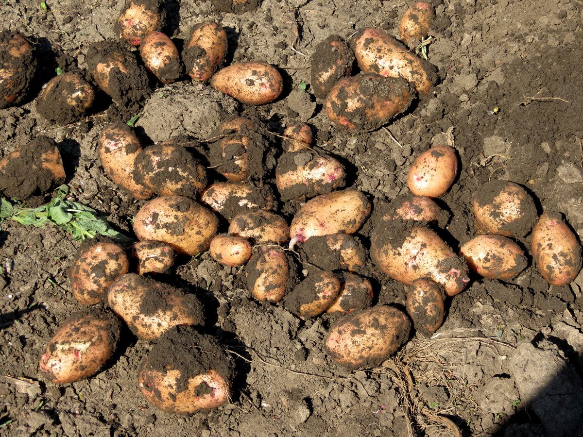 Городники пояснили, як правильно зберігати картоплю, аби вона залишалась свіжою без псування