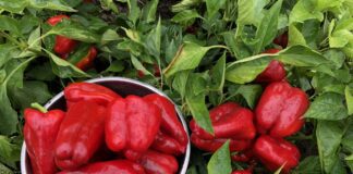 Городники розповіли, як висаджувати перець на розсаду	