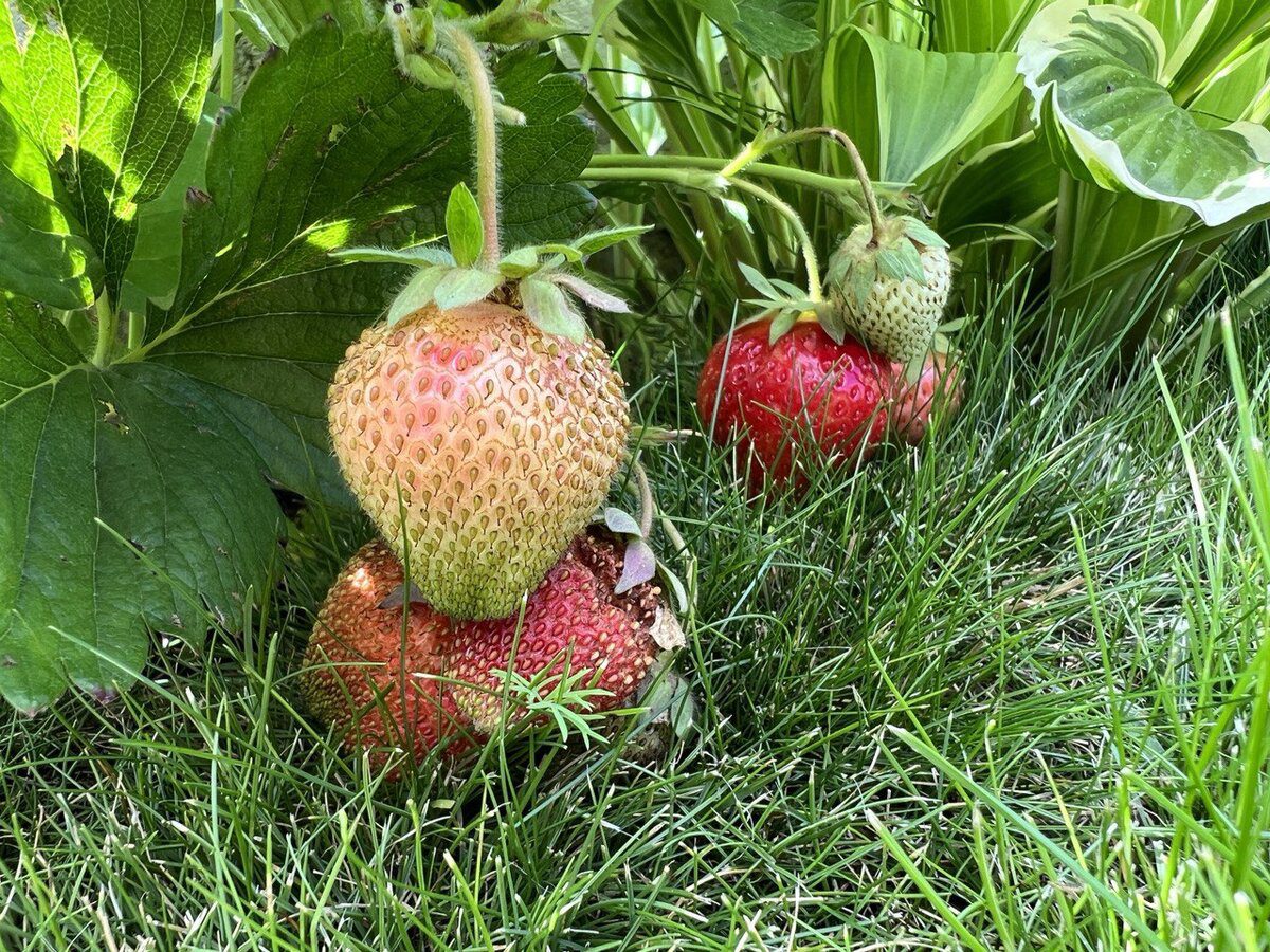 Садівники розповіли, про тонкощі удобрення полуниці в осінній період для вищої врожайності
