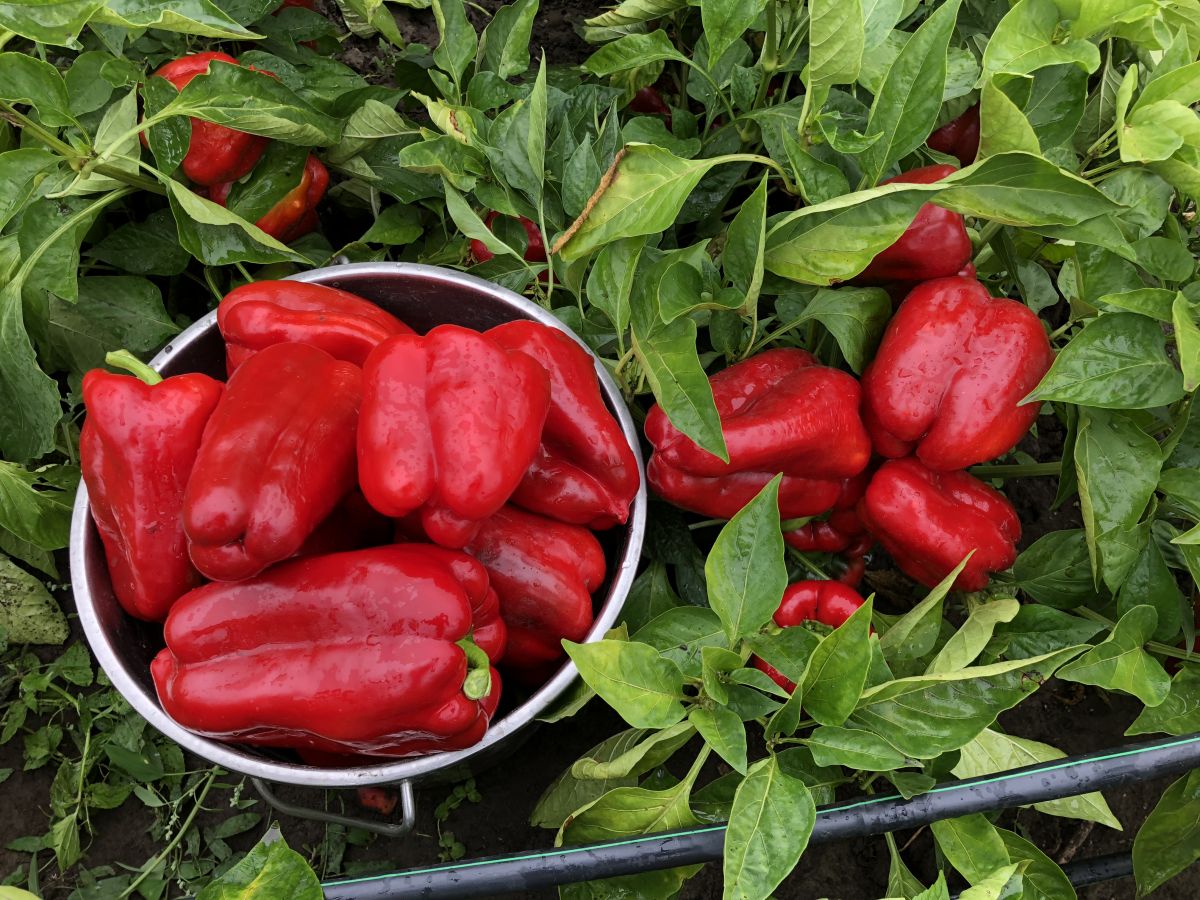 Експерти розповіли, на який сорт болгарського перцю краще звернути увагу – врожайний і солодкий