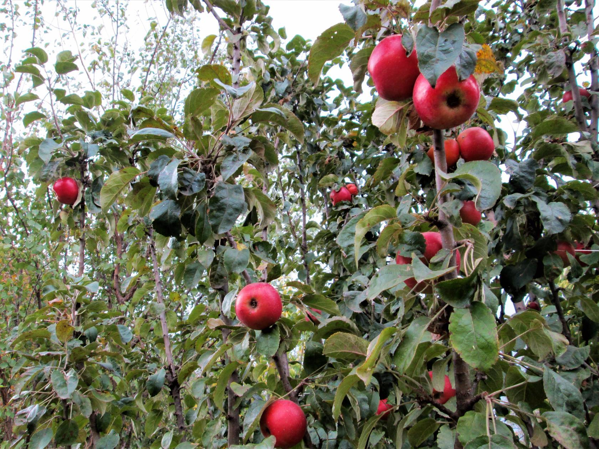 Експерти розповіли, чим обробити сад в осінній період для покращення врожайності та захисту дерев