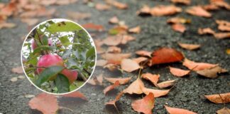 Чому яблуня не скидає листя до листопада