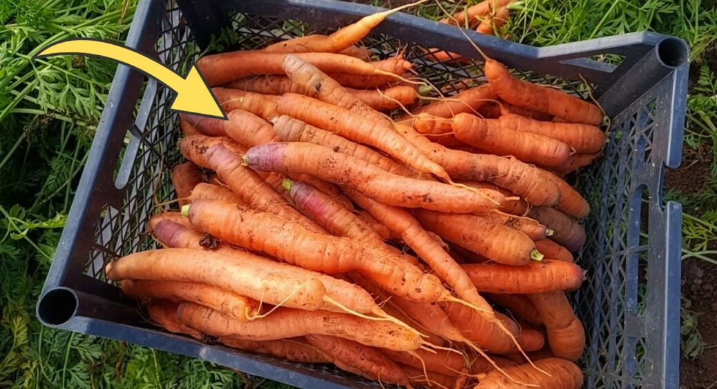 1 хитрий прийом – і ящики з морквою на балконі не замерзнуть за всю зиму: це для тих, у кого немає погреба 