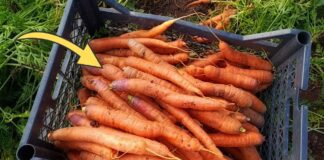 Господині розповіли, як правильно зберігати моркву на балконі