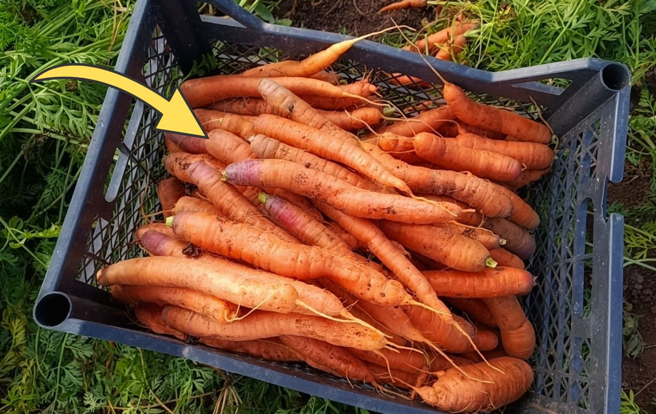 Господині розповіли, як правильно зберігати моркву на балконі