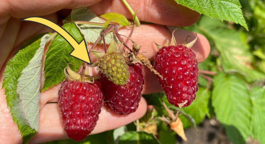 Тогоріч зібрала 180 кг малини з невеликої ділянки, а у 2026 планую ще більше: добриво треба внести весною 